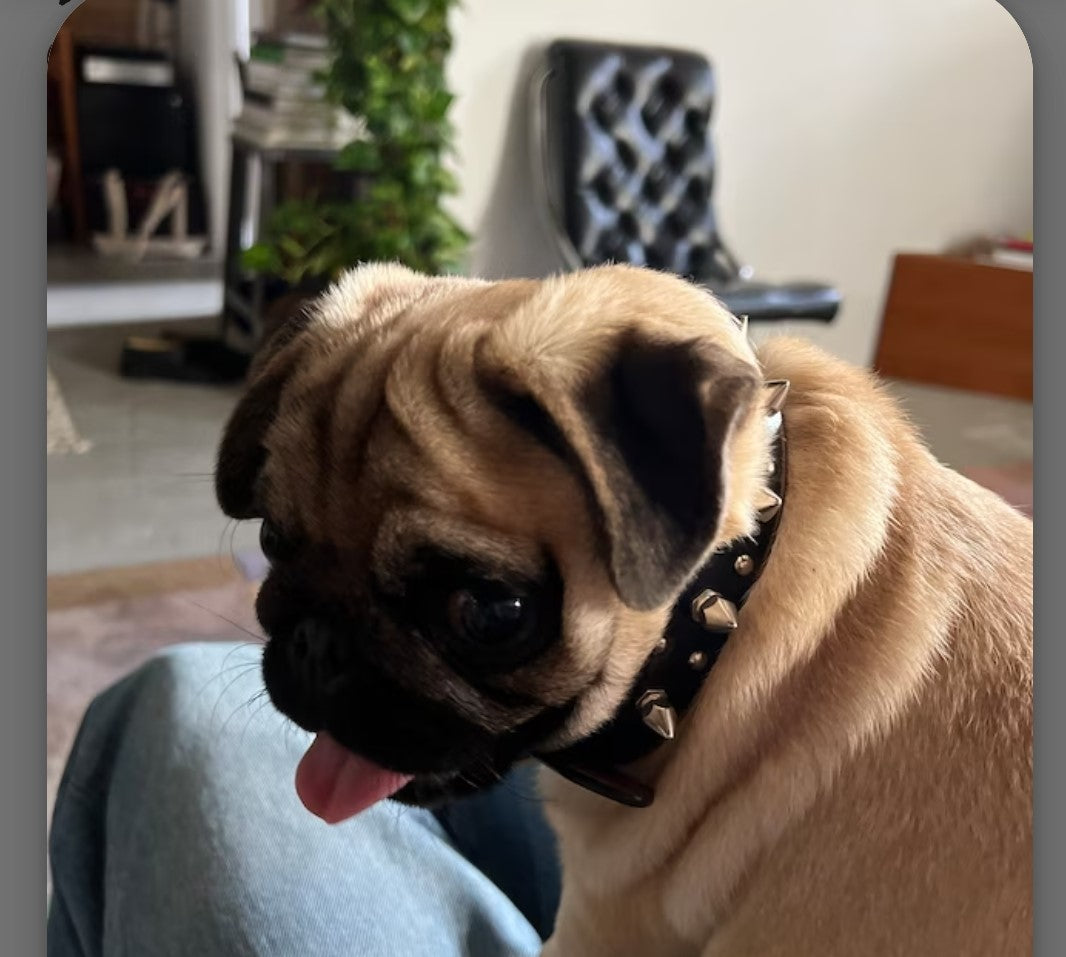 Collar: Genuine Distressed Leather Dog Collar with stud and Spike